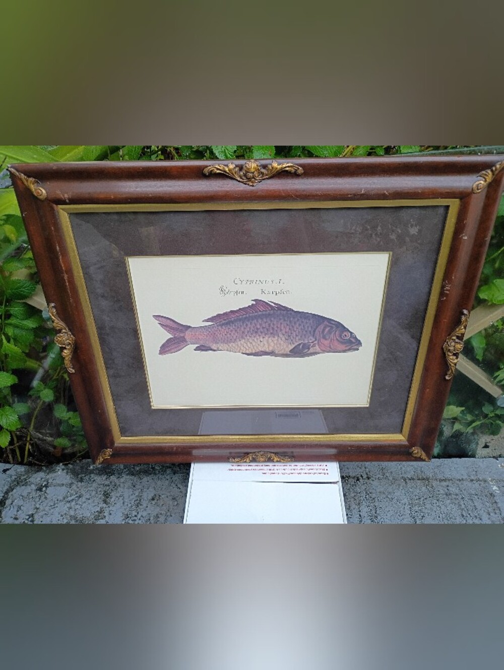 Dr. Marcus Elleser Bloch Carp 1785-1788 Vintage Fish Print Wall Art in Frame.